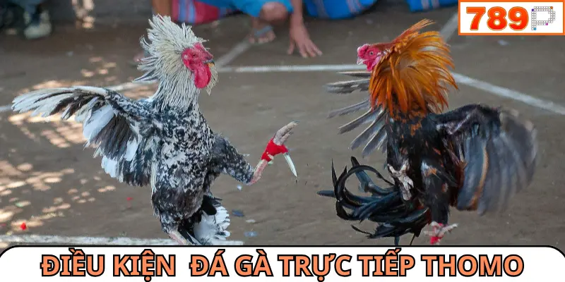 Điều kiện cá cược đá gà trực tiếp Thomo